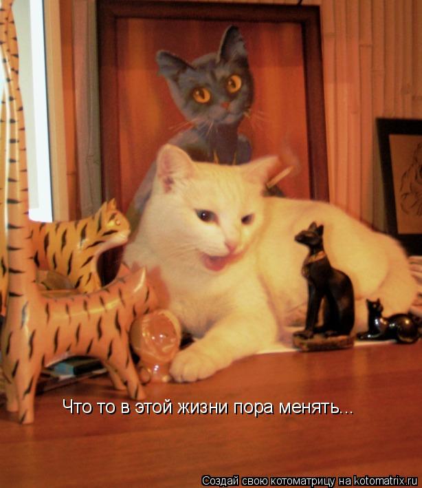 Котоматрица: Что то в этой жизни пора менять...
