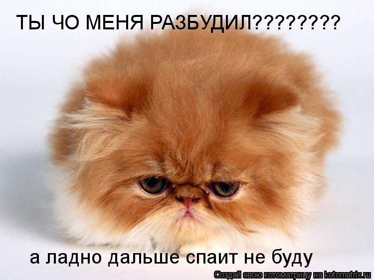 ТЫ ЧО МЕНЯ РАЗБУДИЛ???????? а ладно дальше спаит не буду... Котоматрица: ТЫ ЧО МЕНЯ РАЗБУДИЛ???????? а ладно дальше спаит не буду