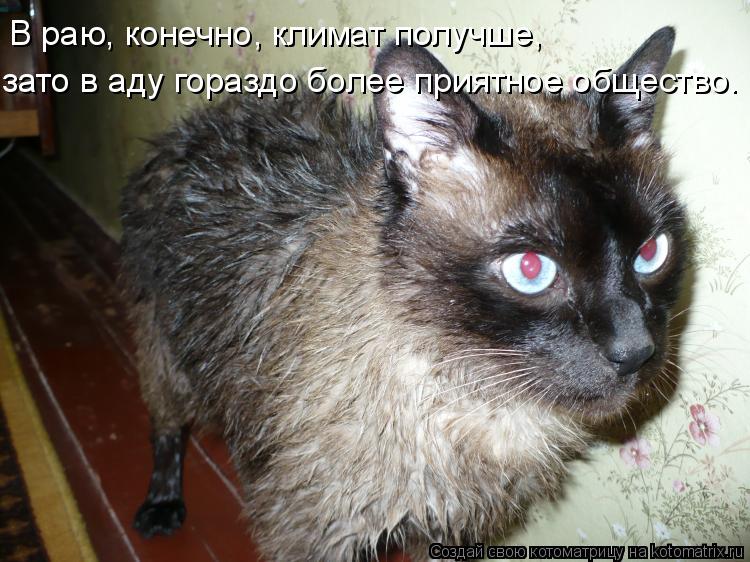 Котоматрица: В раю, конечно, климат получше,  зато в аду гораздо более приятное общество.