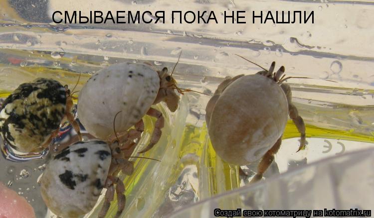 Котоматрица: СМЫВАЕМСЯ ПОКА НЕ НАШЛИ