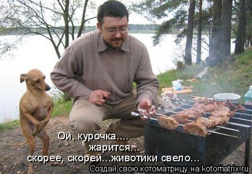Ой, курочка.... жарится... скорее, скорей...животики свело...... Котоматрица: Ой, курочка.... жарится... скорее, скорей...животики свело...