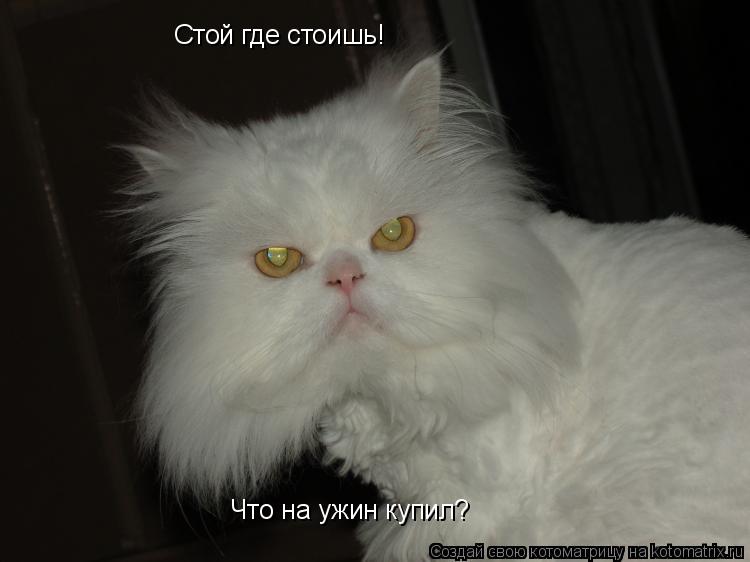 Стой где стоишь! Что на ужин купил?... Котоматрица: Стой где стоишь! Что на ужин купил?