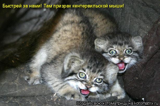 Быстрей за нами! Там призрак кентервильской мыши!... Котоматрица: Быстрей за нами! Там призрак кентервильской мыши!