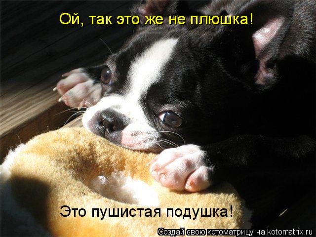 Котоматрица: Ой, так это же не плюшка! Это пушистая подушка!