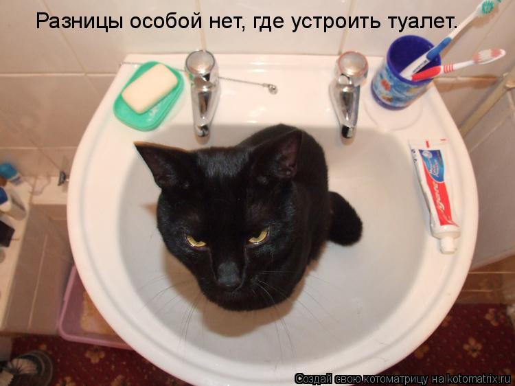 Разницы особой нет, где устроить туалет.... Котоматрица: Разницы особой нет, где устроить туалет.
