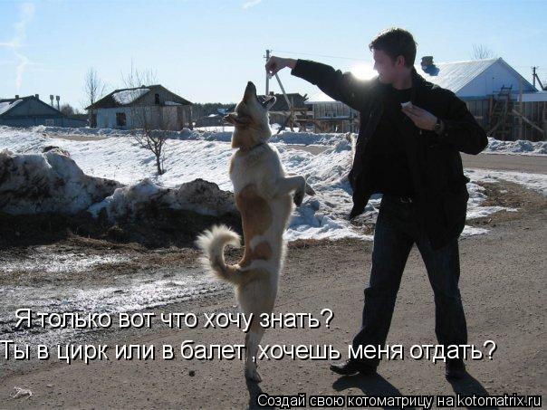 Я только вот что хочу знать? Ты в цирк или в балет ,хочешь меня отдать?... Котоматрица: Я только вот что хочу знать? Ты в цирк или в балет ,хочешь меня отдать?