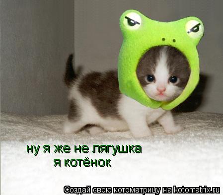 ну я же не лягушка я котёнок... Котоматрица: ну я же не лягушка я котёнок