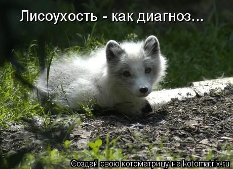 Котоматрица: Лисоухость - как диагноз...