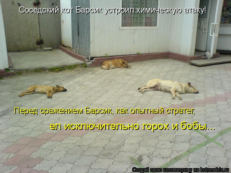 Котоматрица: Соседский кот Барсик устроил химическую атаку! Перед сражением Барсик, как опытный стратег,  ел исключительно горох и бобы...