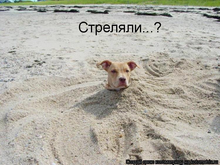 Стреляли...?... Котоматрица: Стреляли...?