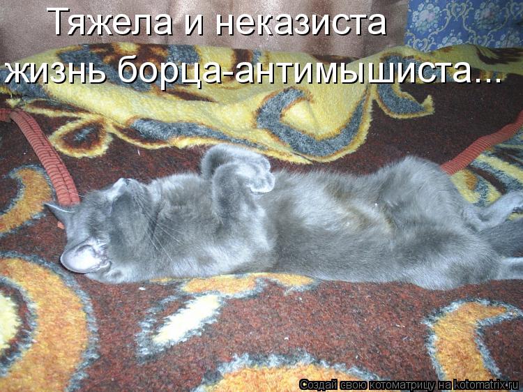 Тяжела и неказиста жизнь борца-антимышиста...... Котоматрица: Тяжела и неказиста жизнь борца-антимышиста...