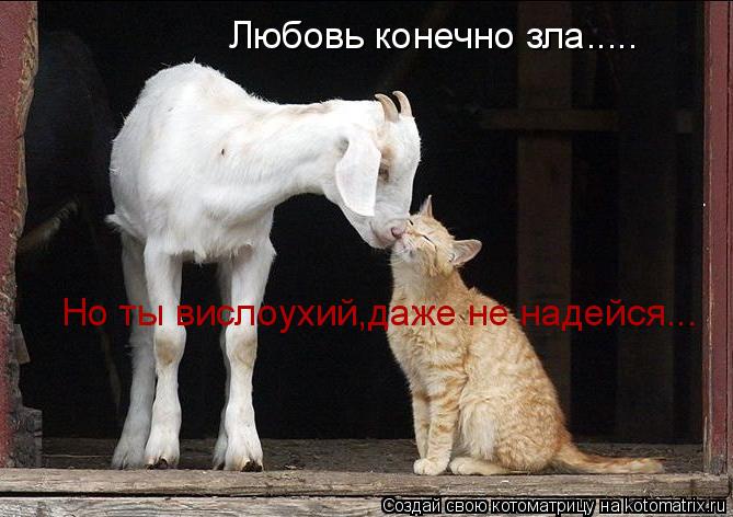 Любовь конечно зла..... Но ты вислоухий,даже не надейся...... Котоматрица: Любовь конечно зла..... Но ты вислоухий,даже не надейся...