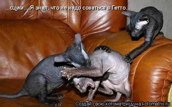 Котоматрица: ...сцуки....Я знал, что не надо соваться в Гетто...