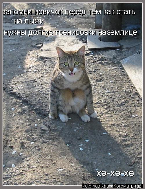Котоматрица: запомни новичок,перед тем как стать на лыжи нужны долгие тренировки на  землице   хе-хе-хе