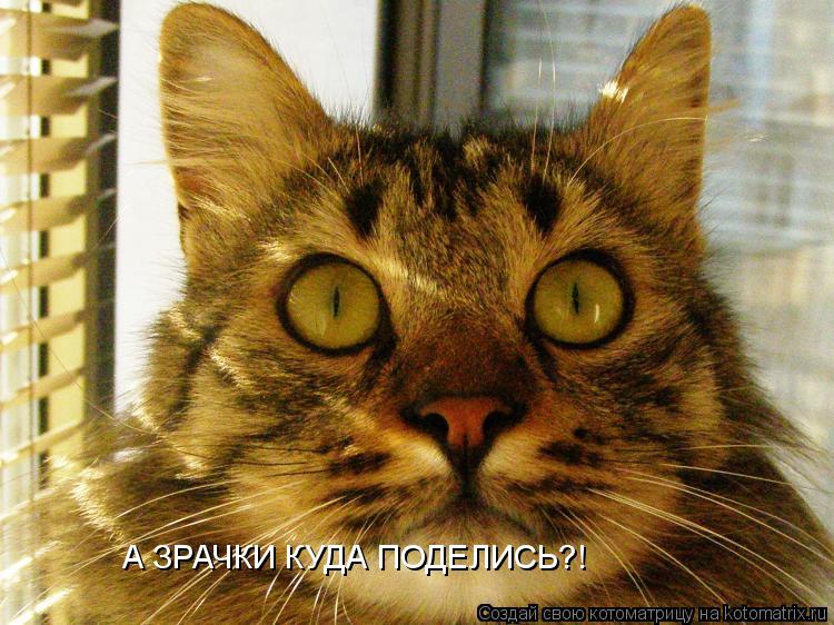 А ЗРАЧКИ КУДА ПОДЕЛИСЬ?!... Котоматрица: А ЗРАЧКИ КУДА ПОДЕЛИСЬ?!