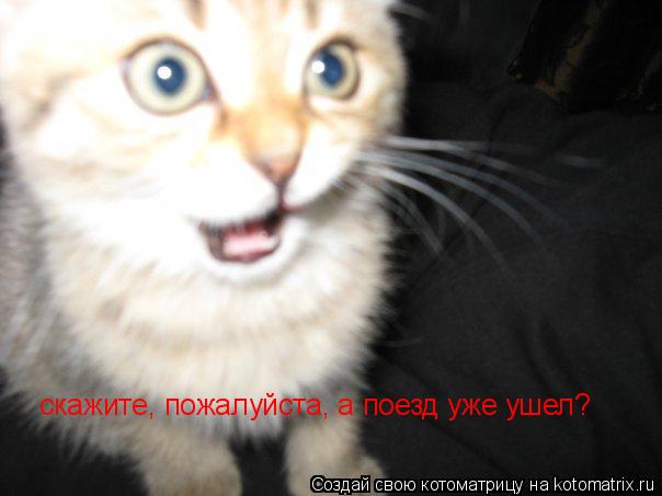 скажите, пожалуйста, а поезд уже ушел?... Котоматрица: скажите, пожалуйста, а поезд уже ушел?