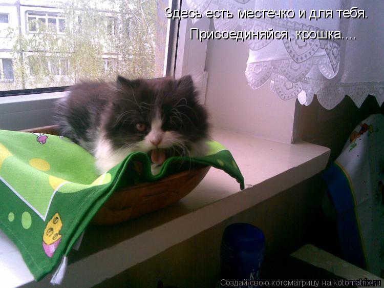 Котоматрица: Здесь есть местечко и для тебя. Присоединяйся, крошка....