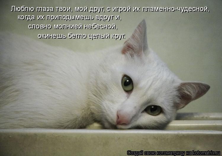Люблю глаза твои, мой друг, с игрой иx пламенно-чудесной, когда иx приподымешь вдруг и, словно молни... Котоматрица: Люблю глаза твои, мой друг, с игрой иx пламенно-чудесной, когда иx приподымешь вдруг и, словно молнией небесной, окинешь бегло целый круг.