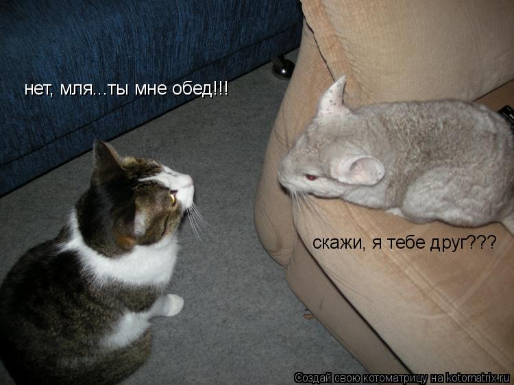 Котоматрица: скажи, я тебе друг??? нет, мля...ты мне обед!!!