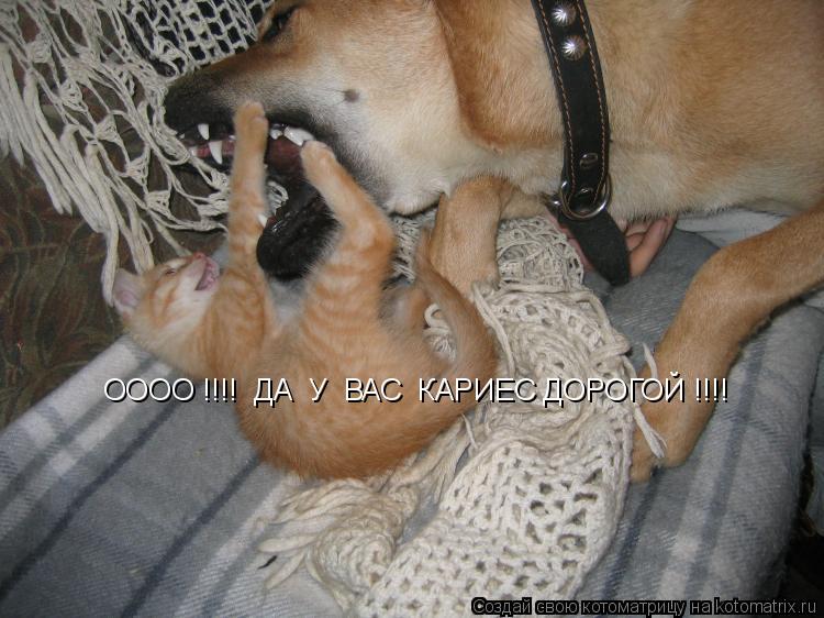 ОООО !!!! ДА У ВАС КАРИЕС ДОРОГОЙ !!!!... Котоматрица: ОООО !!!! ДА У ВАС КАРИЕС ДОРОГОЙ !!!!
