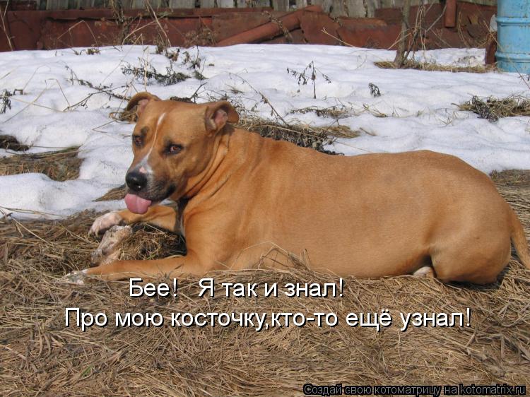 Котоматрица: Бее!   Я так и знал! Про мою косточку,кто-то ещё узнал!