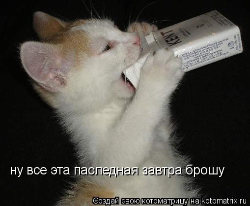Котоматрица: ну все эта паследная завтра брошу