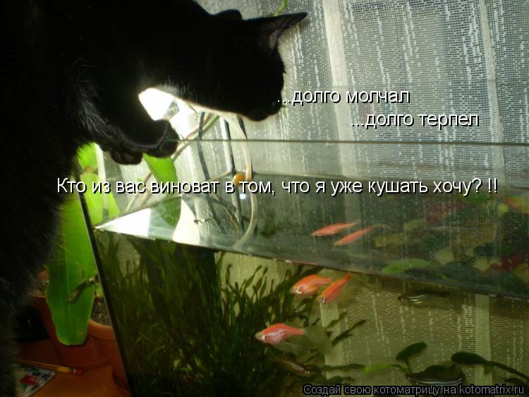 ...долго молчал ...долго терпел Кто из вас виноват в том, что я уже кушать хочу? !!... Котоматрица: ...долго молчал ...долго терпел Кто из вас виноват в том, что я уже кушать хочу? !!