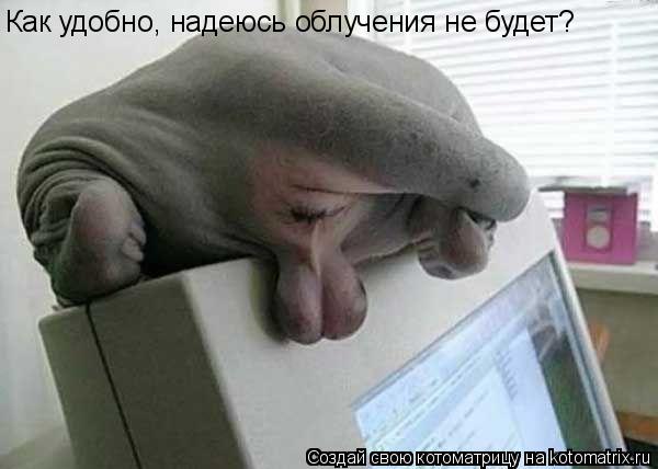 Как удобно, надеюсь облучения не будет?... Котоматрица: Как удобно, надеюсь облучения не будет?
