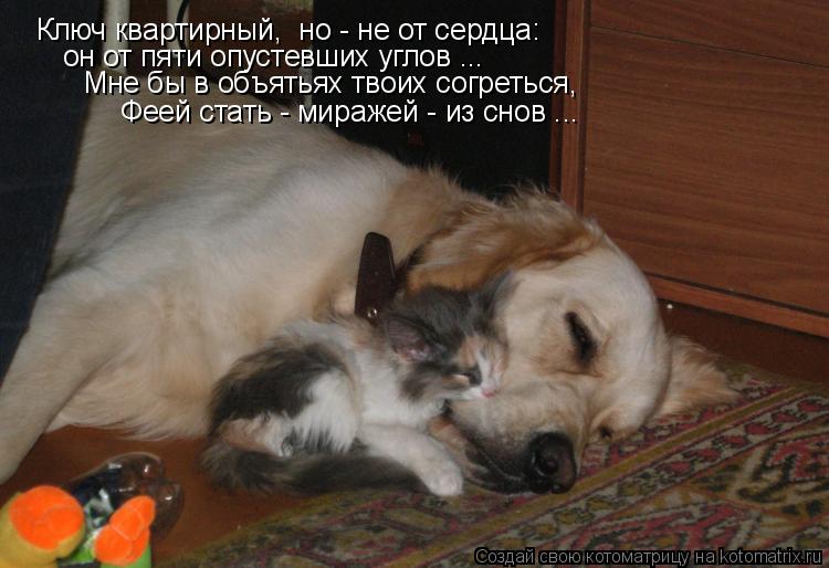 Ключ квартирный, но - не от сердца: он от пяти опустевших углов ... Мне бы в объятьях твоих согретьс... Котоматрица: Ключ квартирный, но - не от сердца: он от пяти опустевших углов ... Мне бы в объятьях твоих согреться, Феей стать - миражей - из снов ...