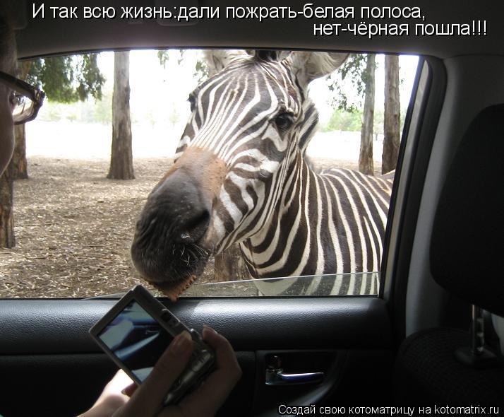 И так всю жизнь:дали пожрать-белая полоса, нет-чёрная пошла!!!... Котоматрица: И так всю жизнь:дали пожрать-белая полоса, нет-чёрная пошла!!!