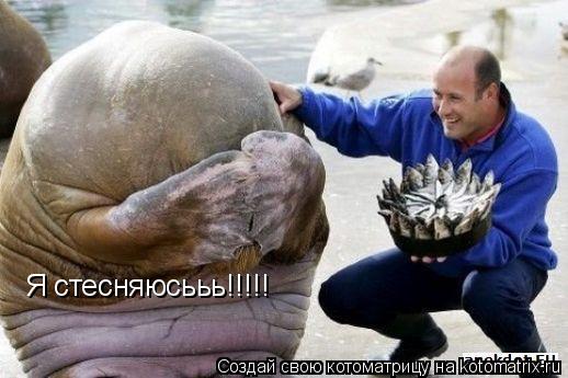 Я стесняюсььь!!!!!... Котоматрица: Я стесняюсььь!!!!!