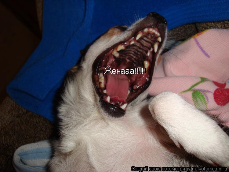 Женааа!!!!!... Котоматрица: Женааа!!!!!