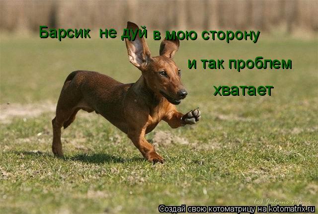 Барсик не дуй в мою сторону и так проблем хватает... Котоматрица: Барсик не дуй в мою сторону и так проблем хватает