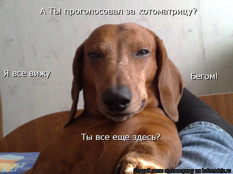 Котоматрица: А ТЫ проголосовал за котоматрицу? Я все вижу Бегом! Ты все еще здесь?