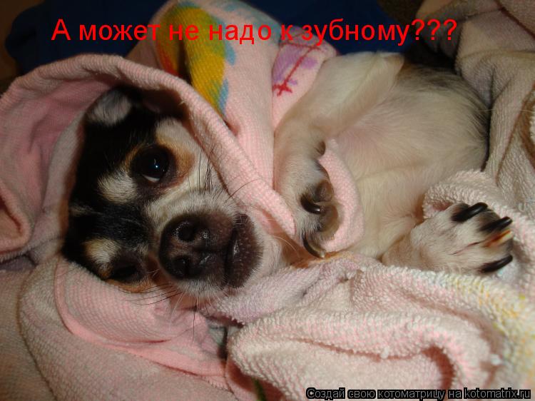 А может не надо к зубному???... Котоматрица: А может не надо к зубному???