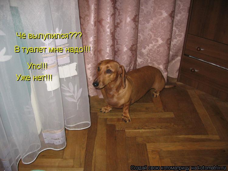 Чё вылупился??? В туалет мне надо!!! Упс!!! Уже нет!!!... Котоматрица: Чё вылупился??? В туалет мне надо!!! Упс!!! Уже нет!!!