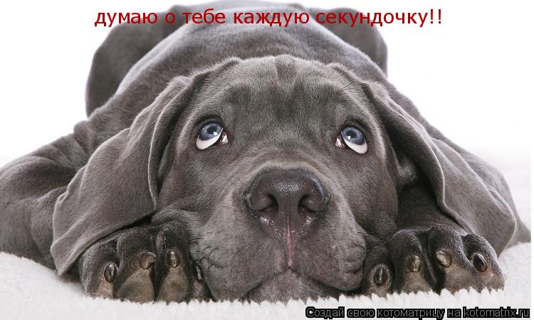 думаю о тебе каждую секундочку!!... Котоматрица: думаю о тебе каждую секундочку!!