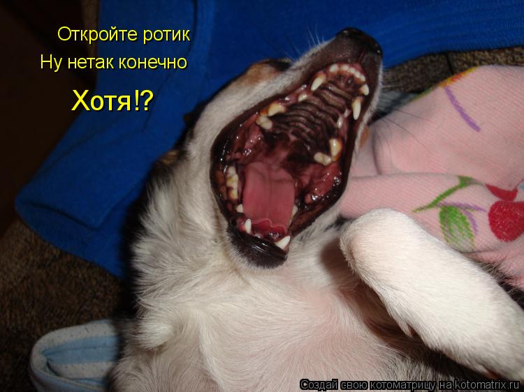 Откройте ротик Ну нетак конечно Хотя!?... Котоматрица: Откройте ротик Ну нетак конечно Хотя!?