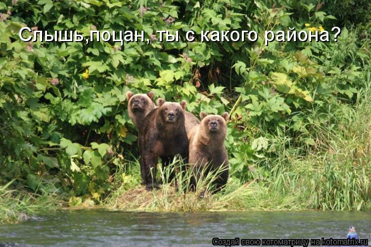 Котоматрица: Слышь,поцан, ты с какого района?