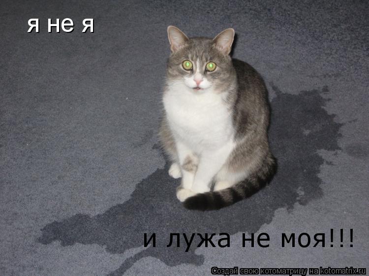 Котоматрица: я не я и лужа не моя!!!