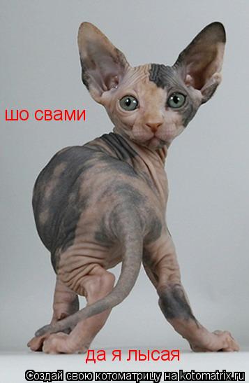 Котоматрица: шо свами да я лысая