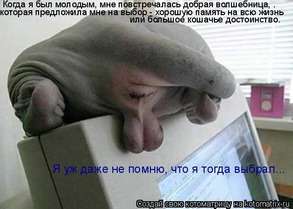 Котоматрица: Когда я был молодым, мне повстречалась добрая волшебница, . которая предложила мне на выбор - хорошую память на всю жизнь или большое кошачь