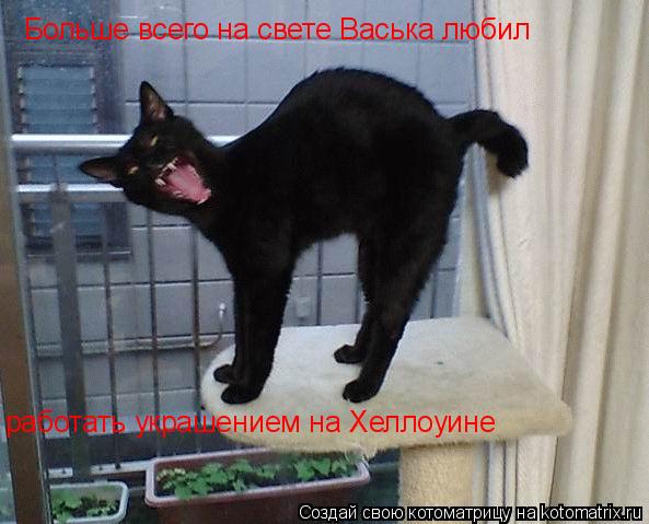 Больше всего на свете Васька любил работать украшением на Хеллоуине... Котоматрица: Больше всего на свете Васька любил работать украшением на Хеллоуине
