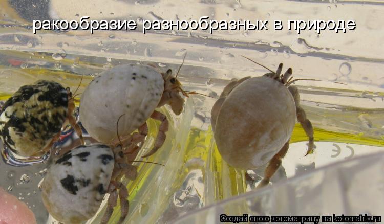 ракообразие разнообразных в природе... Котоматрица: ракообразие разнообразных в природе