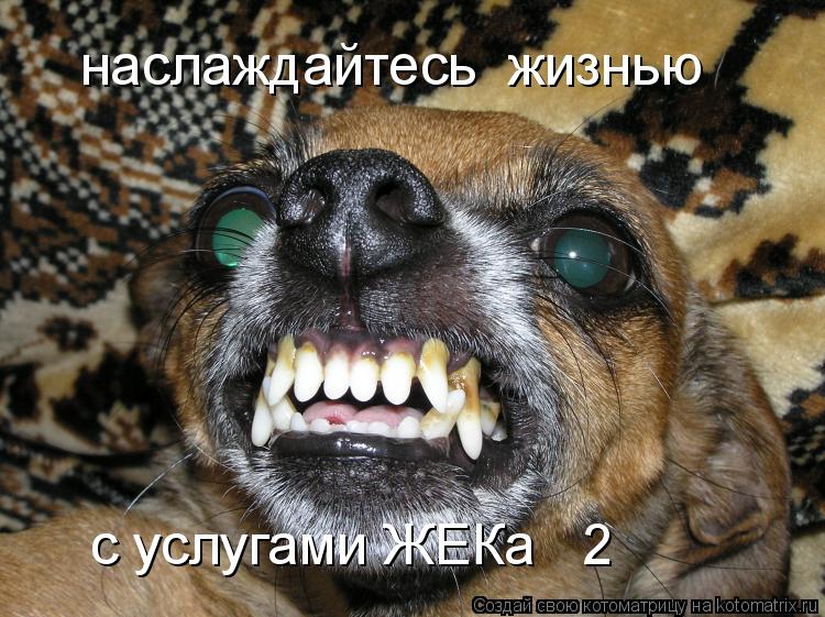Котоматрица: наслаждайтесь  жизнью с услугами ЖЕКа № 2