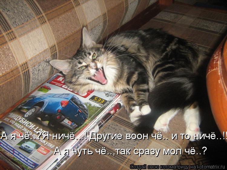 А я чё..?Я ничё...! Другие воон чё.. и то ничё..!!! А я чуть чё..,так сразу мол чё..?... Котоматрица: А я чё..?Я ничё...! Другие воон чё.. и то ничё..!!! А я чуть чё..,так сразу мол чё..?