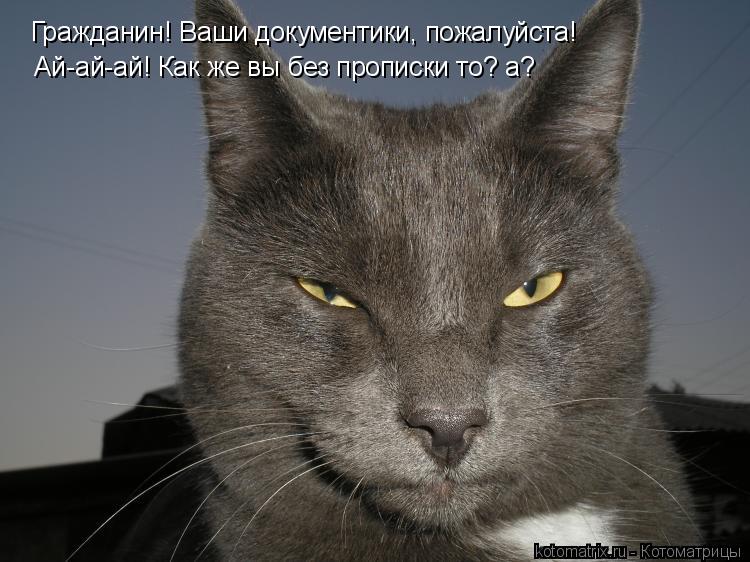 Гражданин! Ваши документики, пожалуйста! Ай-ай-ай! Как же вы без прописки то? а?... Котоматрица: Гражданин! Ваши документики, пожалуйста! Ай-ай-ай! Как же вы без прописки то? а?
