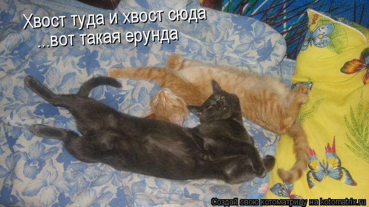 Хвост туда и хвост сюда ...вот такая ерунда... Котоматрица: Хвост туда и хвост сюда ...вот такая ерунда