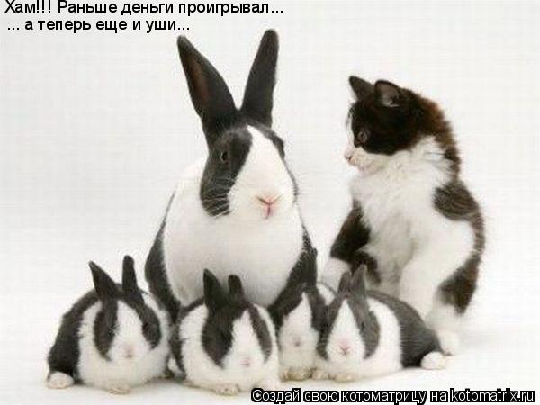 Котоматрица: Хам!!! Раньше деньги проигрывал... ... а теперь еще и уши...
