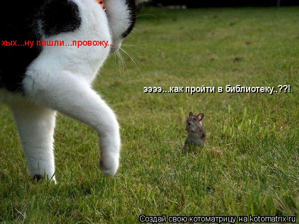 Котоматрица: ээээ...как пройти в библиотеку..??! хых...ну пашли...провожу...